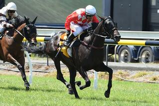 Elate dominates in her second stakes win of her career in Saturdays Oaks Prelude. Photo: 